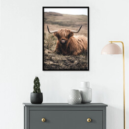 Plakat w ramie Szkocka krowa na pastwisku