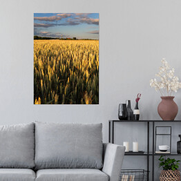 Plakat Wiejski krajobraz z ciągnikową drogą w pszenicznym polu