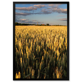 Plakat w ramie Wiejski krajobraz z ciągnikową drogą w pszenicznym polu
