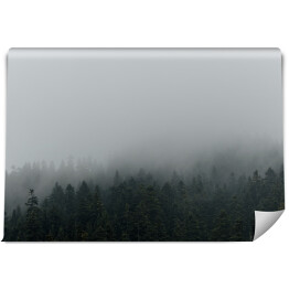 Fototapeta Niejednolity las miejscowo pokryty mgłą