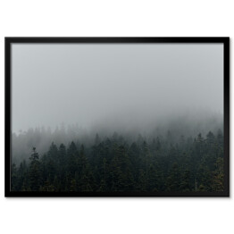 Plakat w ramie Niejednolity las miejscowo pokryty mgłą
