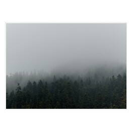 Plakat samoprzylepny Niejednolity las miejscowo pokryty mgłą