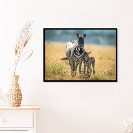 Plakat w ramie Dwie zebry spacerujące po afrykańskiej sawannie