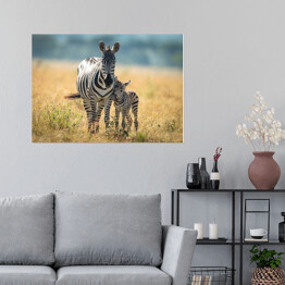 Plakat Dwie zebry spacerujące po afrykańskiej sawannie