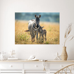 Dwie zebry spacerujące po afrykańskiej sawannie