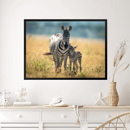 Obraz w ramie Dwie zebry spacerujące po afrykańskiej sawannie
