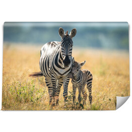 Fototapeta samoprzylepna Dwie zebry spacerujące po afrykańskiej sawannie