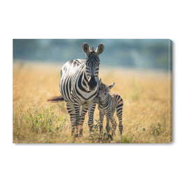 Obraz na płótnie Dwie zebry spacerujące po afrykańskiej sawannie
