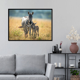 Plakat w ramie Dwie zebry spacerujące po afrykańskiej sawannie