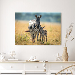 Obraz na płótnie Dwie zebry spacerujące po afrykańskiej sawannie