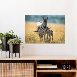 Plakat Dwie zebry spacerujące po afrykańskiej sawannie
