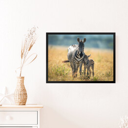 Obraz w ramie Dwie zebry spacerujące po afrykańskiej sawannie