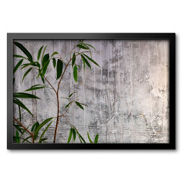 Obraz w ramie Wysoka zielona roślina na tle ściany z teksturą tynku ze śladami starej farby i potów.