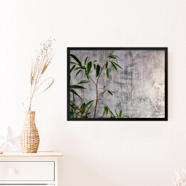 Obraz w ramie Wysoka zielona roślina na tle ściany z teksturą tynku ze śladami starej farby i potów.