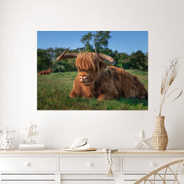 Plakat Szkockie krowy na terenie rezerwatu przyrody w Holandii Północnej
