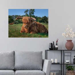 Plakat samoprzylepny Szkockie krowy na terenie rezerwatu przyrody w Holandii Północnej