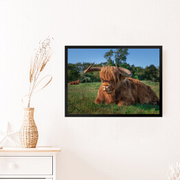 Obraz w ramie Szkockie krowy na terenie rezerwatu przyrody w Holandii Północnej