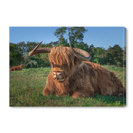 Obraz na płótnie Szkockie krowy na terenie rezerwatu przyrody w Holandii Północnej