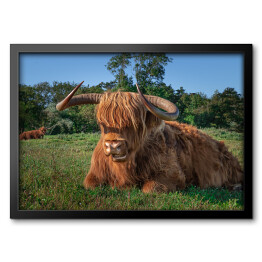 Obraz w ramie Szkockie krowy na terenie rezerwatu przyrody w Holandii Północnej