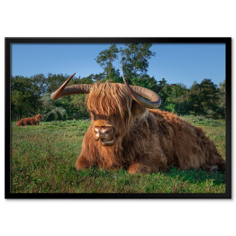 Plakat w ramie Szkockie krowy na terenie rezerwatu przyrody w Holandii Północnej