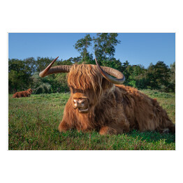 Plakat samoprzylepny Szkockie krowy na terenie rezerwatu przyrody w Holandii Północnej
