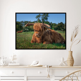 Plakat w ramie Szkockie krowy na terenie rezerwatu przyrody w Holandii Północnej