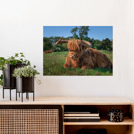 Plakat Szkockie krowy na terenie rezerwatu przyrody w Holandii Północnej