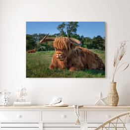 Obraz na płótnie Szkockie krowy na terenie rezerwatu przyrody w Holandii Północnej