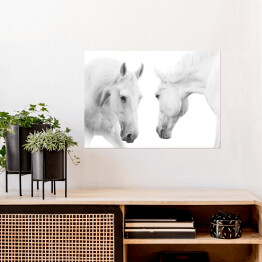 Plakat Dwa białe konie