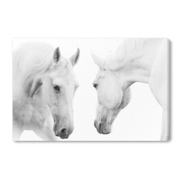 Obraz na płótnie Dwa białe konie