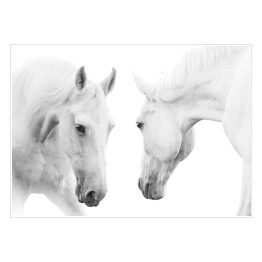 Plakat samoprzylepny Dwa białe konie