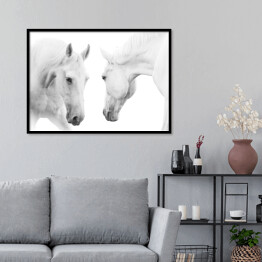 Plakat w ramie Dwa białe konie