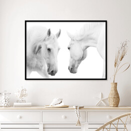 Plakat w ramie Dwa białe konie