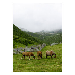 Trzy konie pasące się na równinie u podnóża góry
