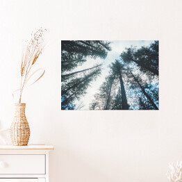 Plakat samoprzylepny Korony drzew we mgle - widok z dołu
