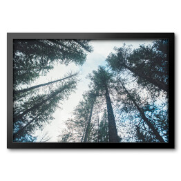 Obraz w ramie Korony drzew we mgle - widok z dołu
