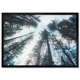 Plakat w ramie Korony drzew we mgle - widok z dołu