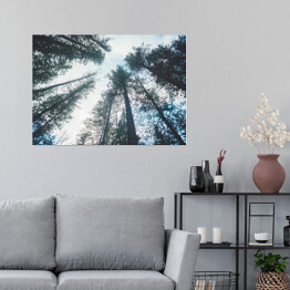 Plakat Korony drzew we mgle - widok z dołu