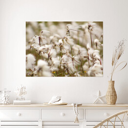 Plakat samoprzylepny Pole kwiatów bawełny w pastelowych beżowych barwach