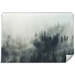 Iglasty las w szarej mgle