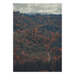 Droga przez gęsty las - ujęcie w odcieniach czerwieni