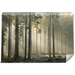 Fototapeta samoprzylepna Jesienny las iglasty w mglisty poranek
