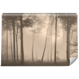 Fototapeta Mroźny poranek w lesie we mgle