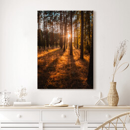 Obraz na płótnie Złoty las. Krajobraz z zachodem słońca w złocistych barwach