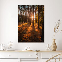 Plakat Złoty las. Krajobraz z zachodem słońca w złocistych barwach