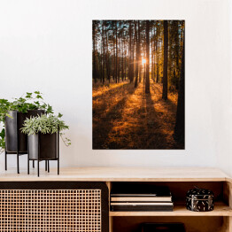 Plakat samoprzylepny Złoty las. Krajobraz z zachodem słońca w złocistych barwach