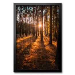 Obraz w ramie Złoty las. Krajobraz z zachodem słońca w złocistych barwach
