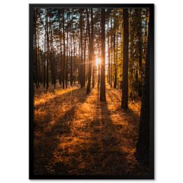 Plakat w ramie Złoty las. Krajobraz z zachodem słońca w złocistych barwach