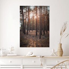 Plakat samoprzylepny Złoty las. Zachodzące słońce w zamglonym lesie jesienią