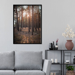 Plakat w ramie Złoty las. Zachodzące słońce w zamglonym lesie jesienią